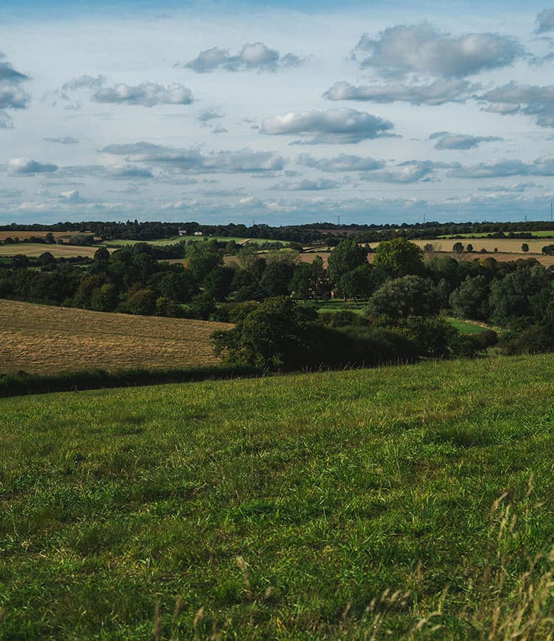 land with trees